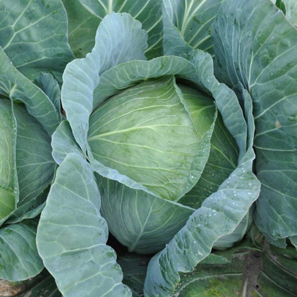 Насіння капусти білокачанної Джинтама F1 /1.000 насінин калібр/ *Rijk Zwaan*