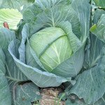 Капуста белокочанная Джинтама F1 /2.500 семян калибр/ *Rijk Zwaan*