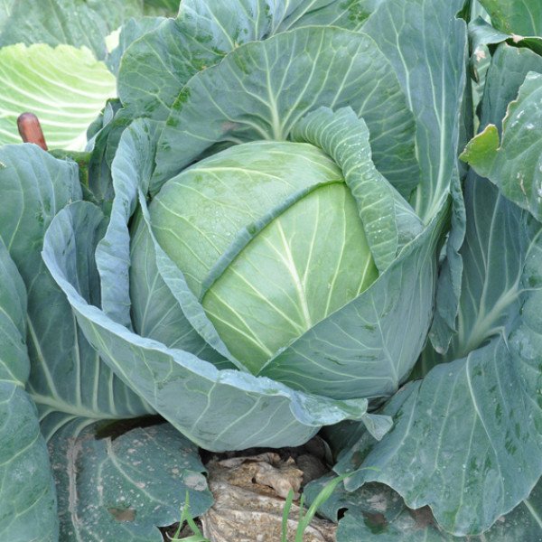 Насіння капусти білокачанної Джинтама F1 /2.500 насінин калібр/ *Rijk Zwaan*