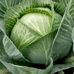 Капуста белокочанная Анкома F1 /1.000 семян калибр/ *Rijk Zwaan*