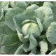 Насіння білокачанної капусти Анкома F1 /1.000 насінин калібр/ *Rijk Zwaan*