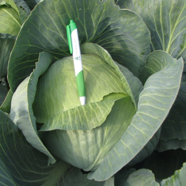 Насіння білокачанної капусти Анкома F1 /25.000 насінин калібр/ *Rijk Zwaan*