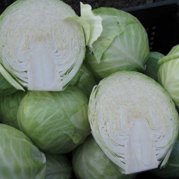 Капуста белокочанная Калорама F1 /1.000 семян/ *Rijk Zwaan*