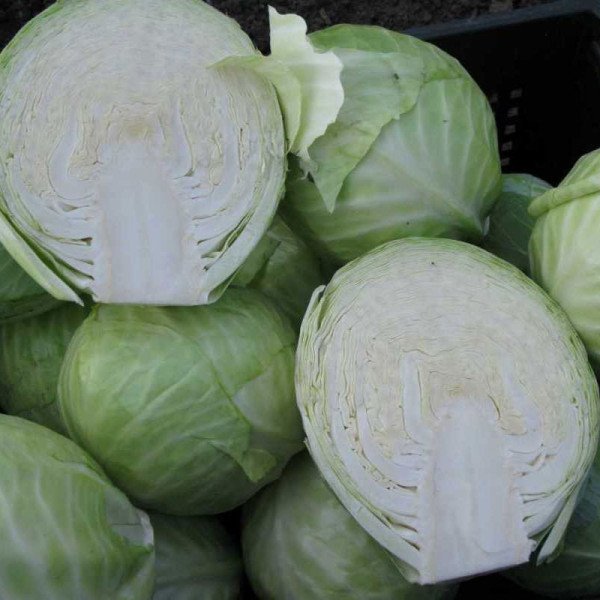 Насіння капусти білокачанної Калорама F1 /1.000 насінин/ *Rijk Zwaan*