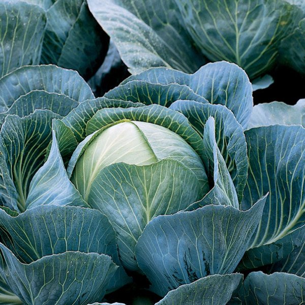 Насіння капусти білоголової Калорама F1 /10.000 насінин/ *Rijk Zwaan*