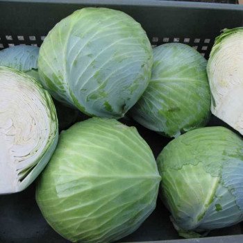 Капуста белокочанная Сторема F1 /1.000 семян/ *Rijk Zwaan*