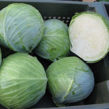 Капуста белокочанная Сторема F1 /10.000 семян/ *Rijk Zwaan*