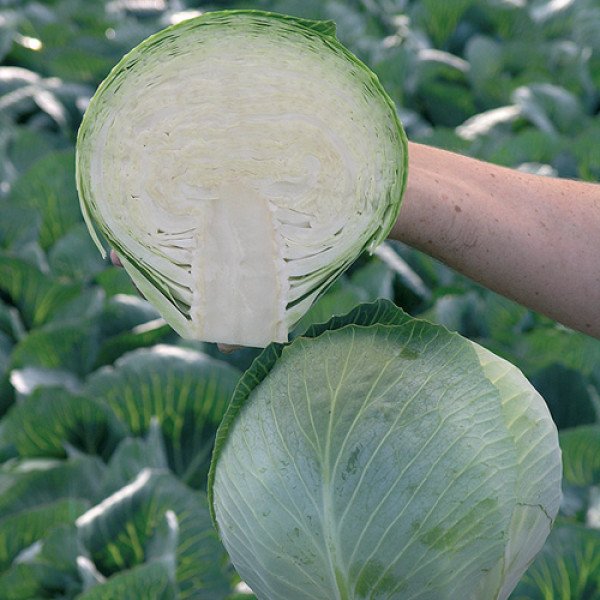 Насіння капусти савойської Сторема F1 /10.000 насінин калібр/ *Rijk Zwaan*