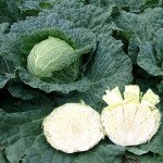 Капуста савойская Эстрема F1 /1.000 семян/ *Rijk Zwaan*