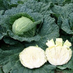 Капуста савойська Естрема F1 /1.000 насінин/ *Rijk Zwaan*