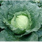 Капуста савойская Эстрема F1 /2.500 семян/ *Rijk Zwaan*