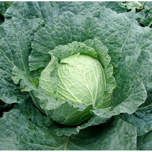 Семена капусты савойской Эстрема F1 /2.500 семян/ *Rijk Zwaan*
