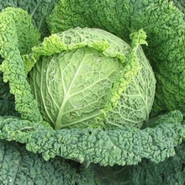 Насіння капусти савойської Мадлена F1 /1.000 насінин/ *Rijk Zwaan*