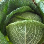 Капуста савойская Мадлена F1 /2.500 семян/ *Rijk Zwaan*