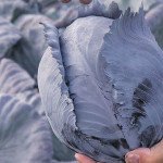 Капуста краснокочанная Редма F1 /1.000 семян/ *Rijk Zwaan*