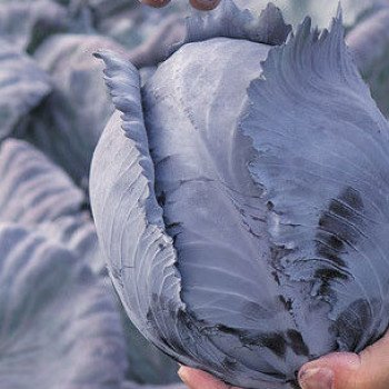 Капуста краснокочанная Редма F1 /1.000 семян/ *Rijk Zwaan*