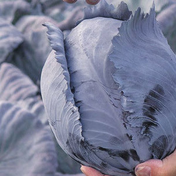 Насіння капусти червоноголової Редма F1 /1.000 насінин/ *Rijk Zwaan*