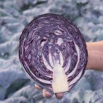 Капуста краснокочанная Редма F1 /2.500 семян/ *Rijk Zwaan*