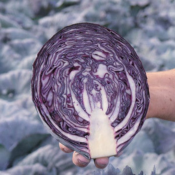 Насіння капусти червоноголової Редма F1 /2.500 насінин/ *Rijk Zwaan*