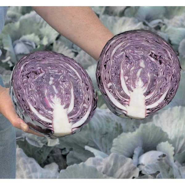 Насіння капусти червонокачанної Рексома F1 /1.000 насінин калібр/ *Rijk Zwaan*