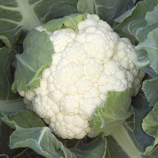 Насіння капусти цвітної Опал /2.500 насінин/ *Rijk Zwaan*