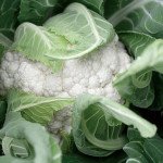 Капуста цвітна Декстер F1 /2.500 насінин/ *Rijk Zwaan*