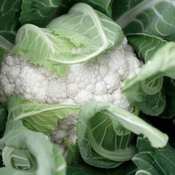 Насіння капусти цвітної Декстер F1 /2.500 насінин/ *Rijk Zwaan*