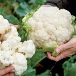 Капуста цвітна Церсі F1 /1.000 насінин/ *Rijk Zwaan*