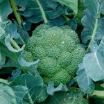 Капуста брокколи Регги F1 /1.000 семян калибр/ *Rijk Zwaan*