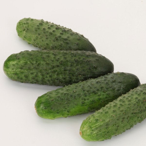 Семена огурца Вагнер F1 /250 семян/ *Rijk Zwaan*