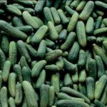 Огірок Дерегент F1 /250 насінин/ *Rijk Zwaan*