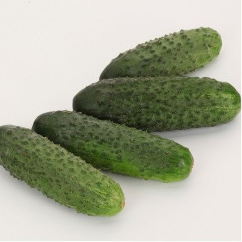 Огурец Гайдн F1 /1.000 семян/ *Rijk Zwaan*