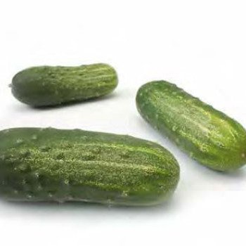 Огурец Пучини F1 /250 семян/ *Rijk Zwaan*