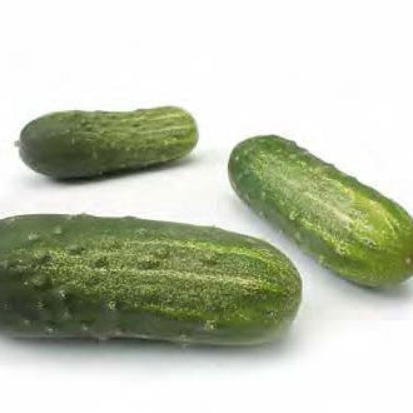 Семена огурца Пучини F1 /250 семян/ *Rijk Zwaan*