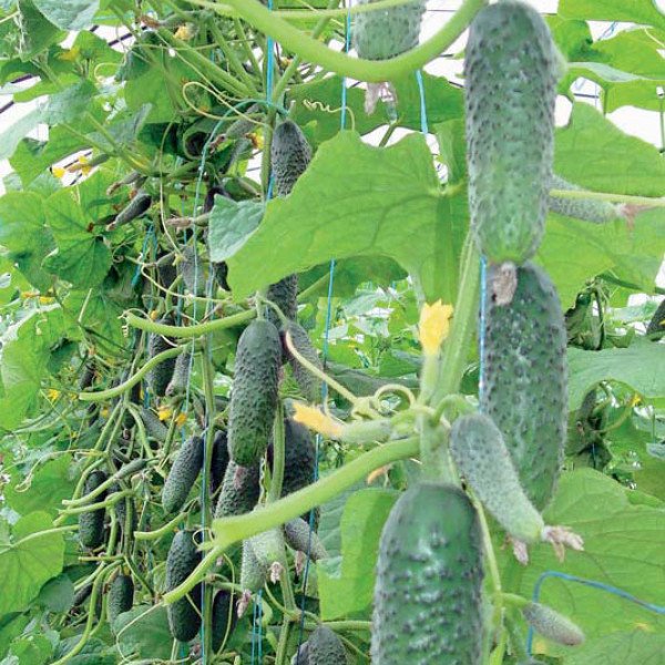Насіння огірка Маєстоза F1 /250 насінин/ *Rijk Zwaan*