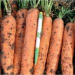 Морковь Фидра F1 /25.000 семян/ *Rijk Zwaan*