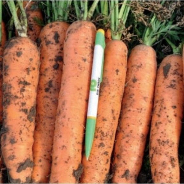 Насіння моркви Фідра F1 /1.000.000 насінин/ *Rijk Zwaan*