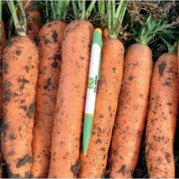 Насіння моркви Фідра F1 /25.000 насінин/ *Rijk Zwaan*