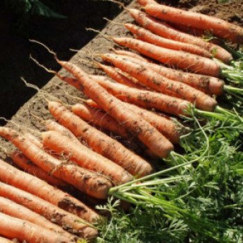 Морковь Фидра F1 /1.000.000 семян/ *Rijk Zwaan*
