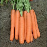 Морква Морелія F1 /100.000 насінин/ *Rijk Zwaan*