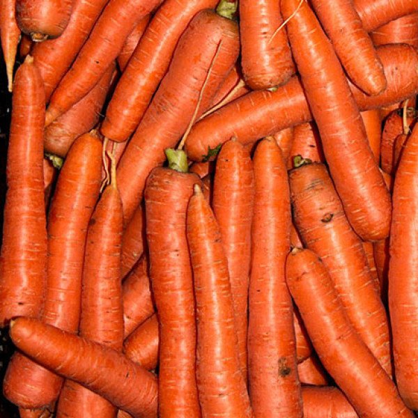 Насіння моркви Морелія F1 /25.000 насінин/ *Rijk Zwaan*
