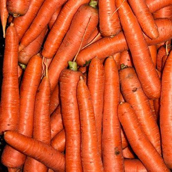Морковь Морелия F1 /100.000 семян/ *Rijk Zwaan*