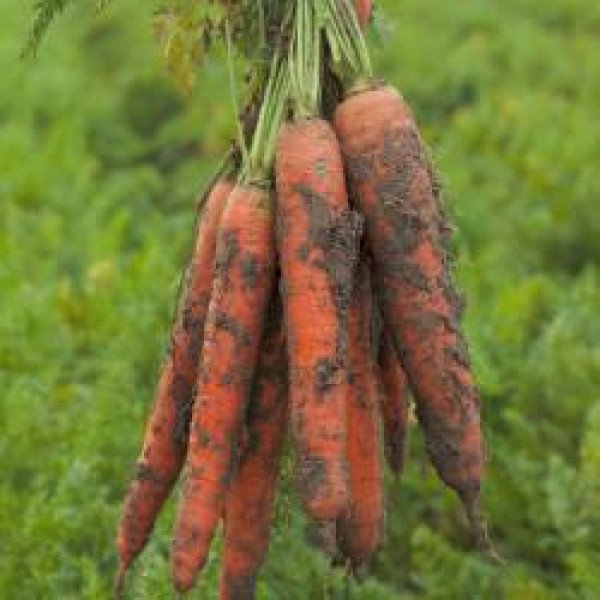 Насіння моркви Трафорд F1 /1.000.000 насінин/ *Rijk Zwaan*
