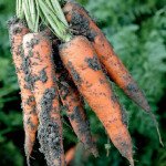 Морква Трафорд F1 /100.000 насінин/ *Rijk Zwaan*