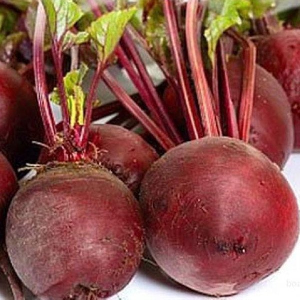 Насіння буряка Бебібіт /25.000 насінин/ *Rijk Zwaan*