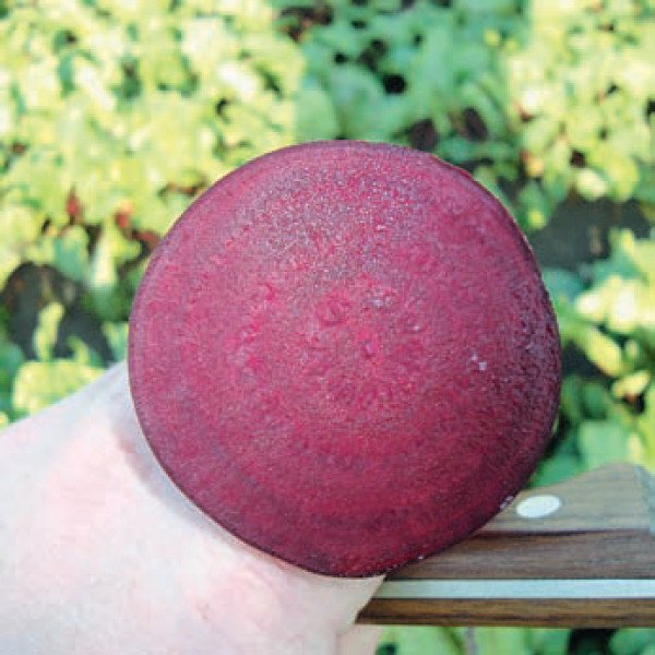 Насіння буряка Бебібіт /500.000 насінин/ *Rijk Zwaan*