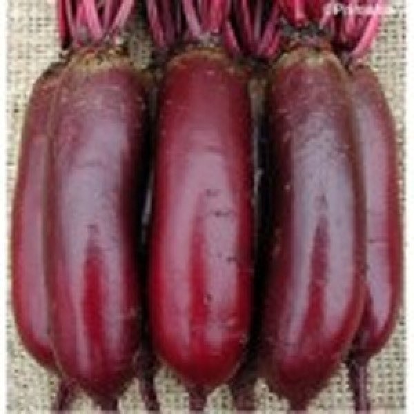 Семена свеклы Карилон /100.000 семян/ *Rijk Zwaan*