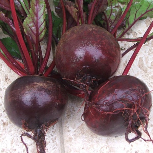 Насіння буряка Ларка /25.000 насінин/ *Rijk Zwaan*