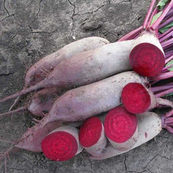 Свекла Лома /25.000 семян/ *Rijk Zwaan*