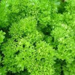 Петрушка кучерява Мозкраузе /10 г/ *Rijk Zwaan*